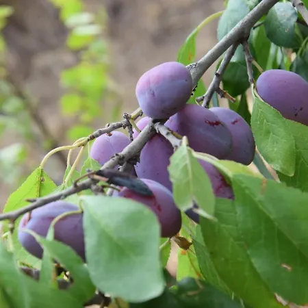 Al Chiaro Di Luna Bed and Breakfast 3*