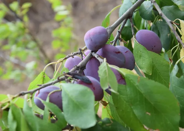 Al Chiaro Di Luna Alojamento de Acomodação e Pequeno-almoço 3*