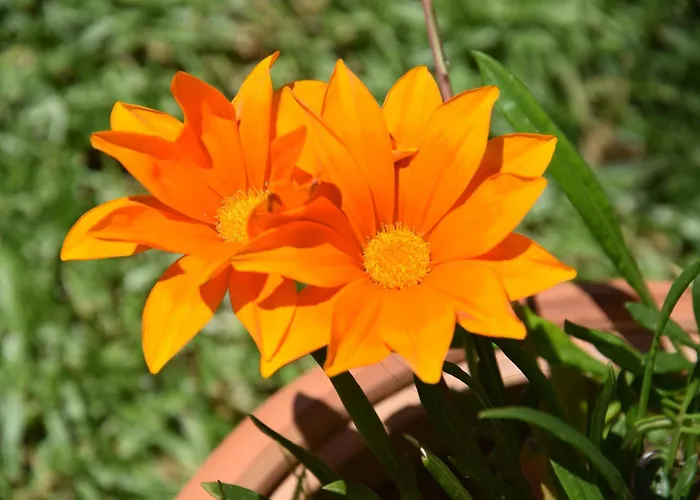 Alojamento de Acomodação e Pequeno-almoço Al Chiaro Di Luna 3*