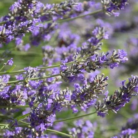 Al Chiaro Di Luna Oda ve Kahvaltı