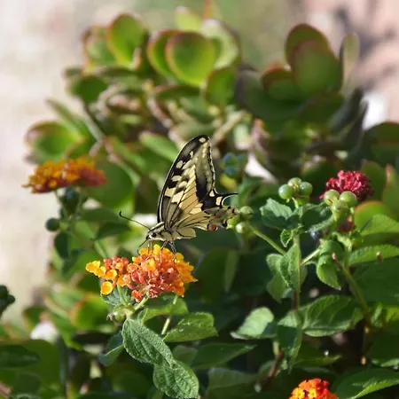 Al Chiaro Di Luna 3*
