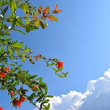 Bed & Breakfast Al Chiaro Di Luna