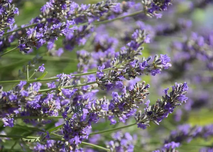 Al Chiaro Di Luna 住宿加早餐酒店