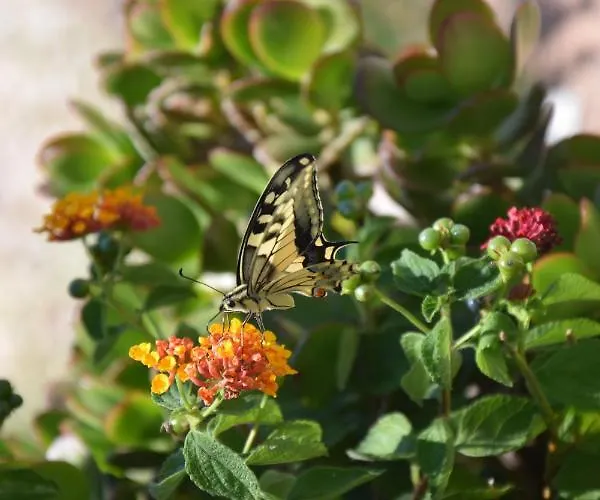 Al Chiaro Di Luna 3*